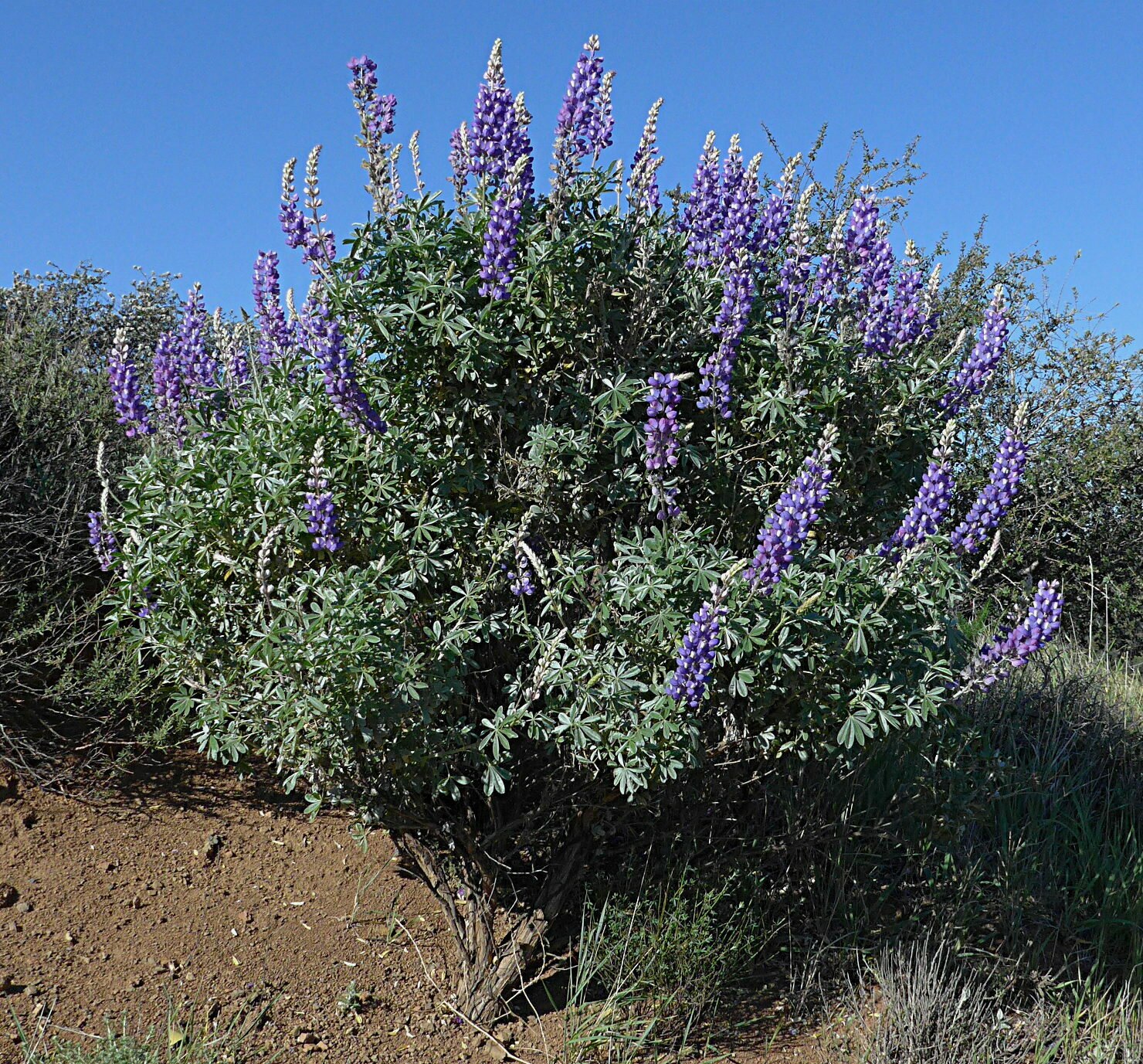High Resolution Lupinus albifrons Plant